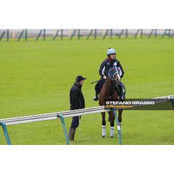 Morning track works at Fuchu racecourse Trip To Paris Tokyo,26th nov.2015 ph.Stefano Grasso