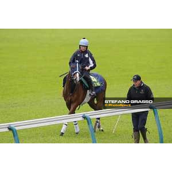 Morning track works at Fuchu racecourse Trip To Paris Tokyo,26th nov.2015 ph.Stefano Grasso