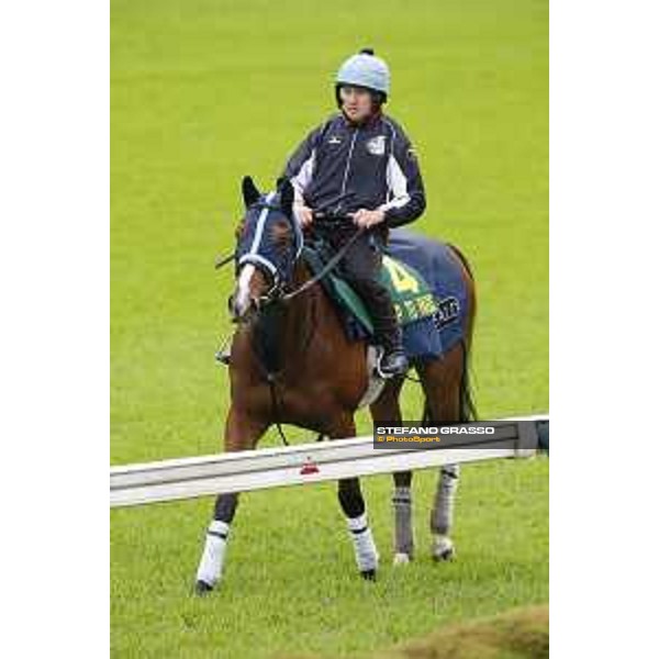Morning track works at Fuchu racecourse Trip To Paris Tokyo,26th nov.2015 ph.Stefano Grasso