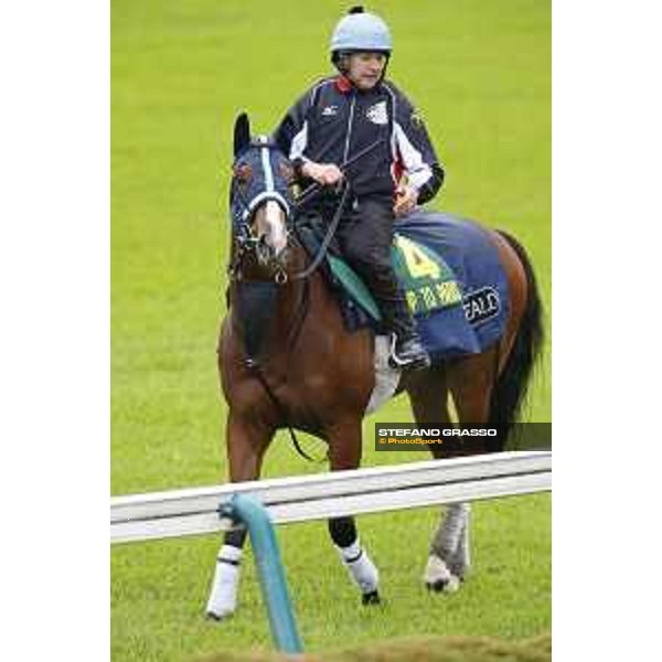 Morning track works at Fuchu racecourse Trip To Paris Tokyo,26th nov.2015 ph.Stefano Grasso