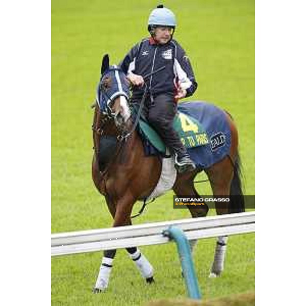 Morning track works at Fuchu racecourse Trip To Paris Tokyo,26th nov.2015 ph.Stefano Grasso