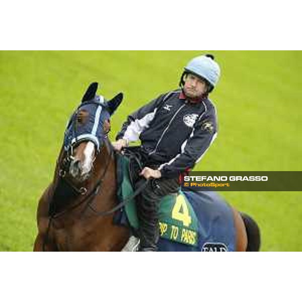 Morning track works at Fuchu racecourse Trip To Paris Tokyo,26th nov.2015 ph.Stefano Grasso