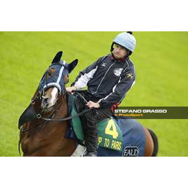 Morning track works at Fuchu racecourse Trip To Paris Tokyo,26th nov.2015 ph.Stefano Grasso