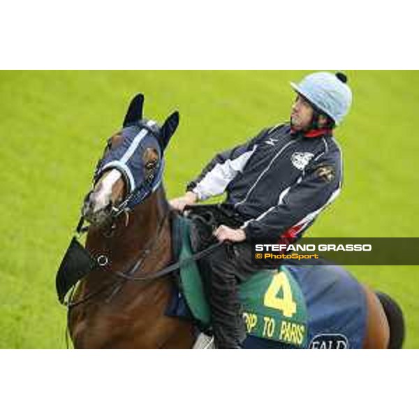 Morning track works at Fuchu racecourse Trip To Paris Tokyo,26th nov.2015 ph.Stefano Grasso