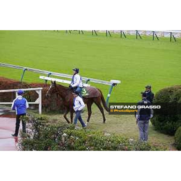 Morning track works at Fuchu racecourse Ito and Nightflower Tokyo,26th nov.2015 ph.Stefano Grasso