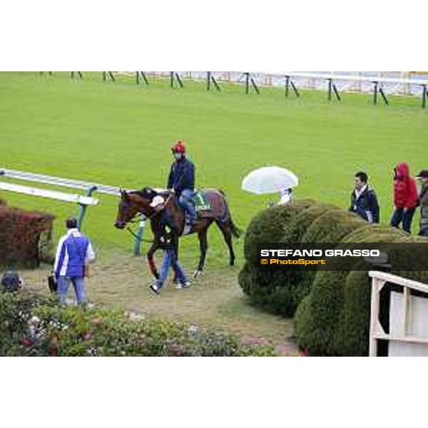 Morning track works at Fuchu racecourse Erupt Tokyo,26th nov.2015 ph.Stefano Grasso