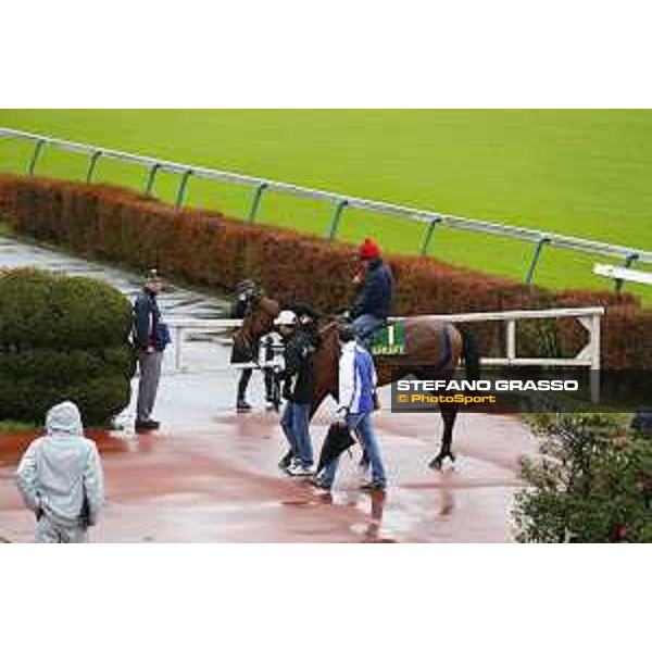 Morning track works at Fuchu racecourse Erupt Tokyo,26th nov.2015 ph.Stefano Grasso