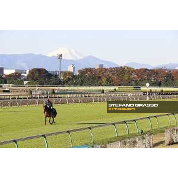 Morning track works at Fuchu racecourse Erupt and the Mount Fuji Tokyo,27th nov.2015 ph.Stefano Grasso