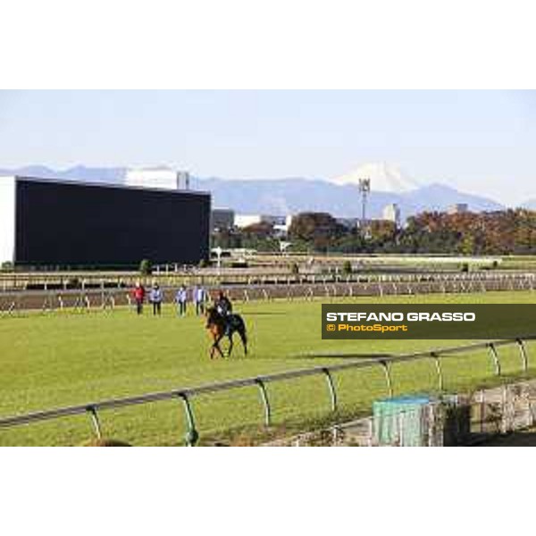 Morning track works at Fuchu racecourse Erupt and the Mount Fuji Tokyo,27th nov.2015 ph.Stefano Grasso