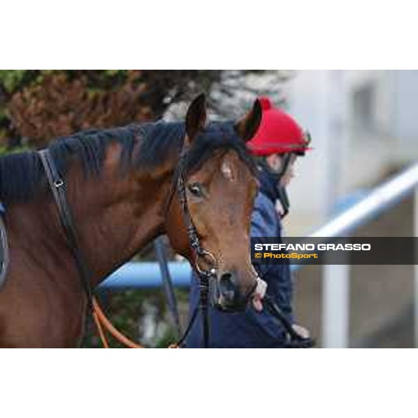 Morning track works at Fuchu racecourse Erupt Tokyo,27th nov.2015 ph.Stefano Grasso