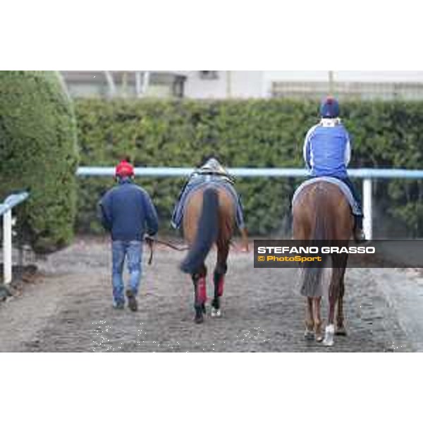 Morning track works at Fuchu racecourse Erupt and Nightflower Tokyo,27th nov.2015 ph.Stefano Grasso