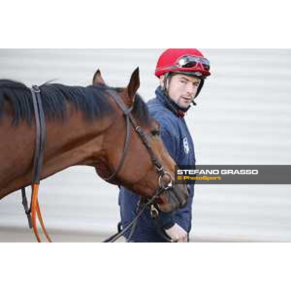 Morning track works at Fuchu racecourse Erupt Tokyo,27th nov.2015 ph.Stefano Grasso