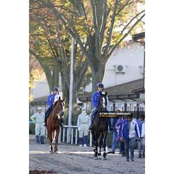 Morning track works at Fuchu racecourse Ito and Nightflower Tokyo,27th nov.2015 ph.Stefano Grasso