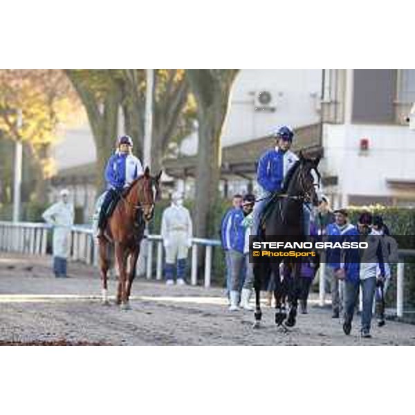 Morning track works at Fuchu racecourse Ito and Nightflower Tokyo,27th nov.2015 ph.Stefano Grasso