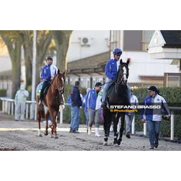 Morning track works at Fuchu racecourse Ito and Nightflower Tokyo,27th nov.2015 ph.Stefano Grasso