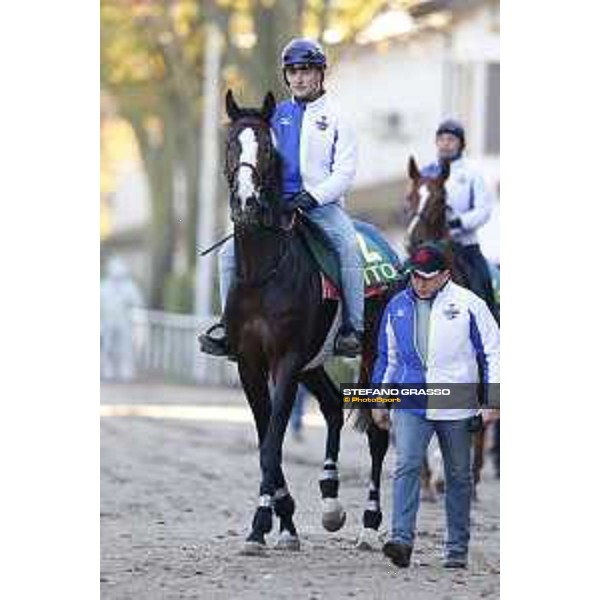 Morning track works at Fuchu racecourse Ito Tokyo,27th nov.2015 ph.Stefano Grasso