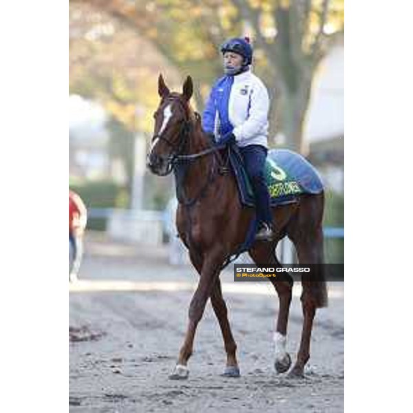 Morning track works at Fuchu racecourse Nightflower Tokyo,27th nov.2015 ph.Stefano Grasso