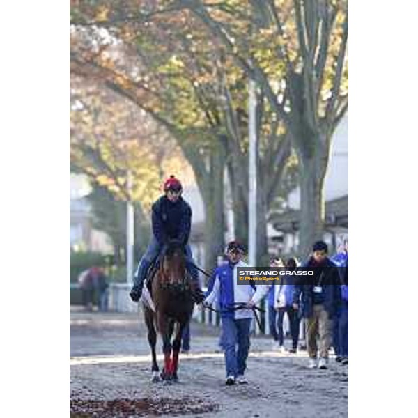 Morning track works at Fuchu racecourse Erupt Tokyo,27th nov.2015 ph.Stefano Grasso