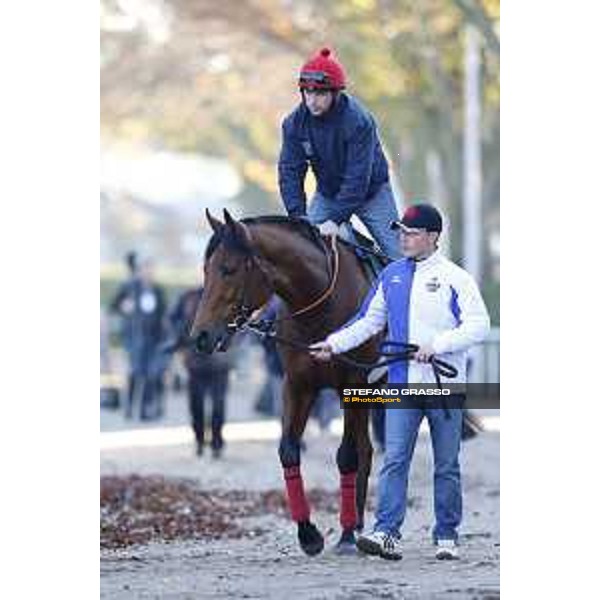 Morning track works at Fuchu racecourse Erupt Tokyo,27th nov.2015 ph.Stefano Grasso