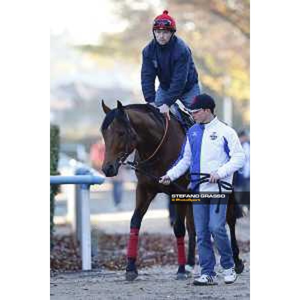 Morning track works at Fuchu racecourse Erupt Tokyo,27th nov.2015 ph.Stefano Grasso