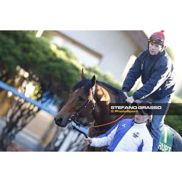 Morning track works at Fuchu racecourse Erupt Tokyo,27th nov.2015 ph.Stefano Grasso
