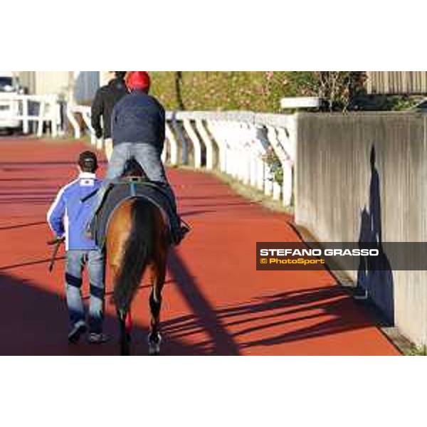 Morning track works at Fuchu racecourse Erupt Tokyo,27th nov.2015 ph.Stefano Grasso