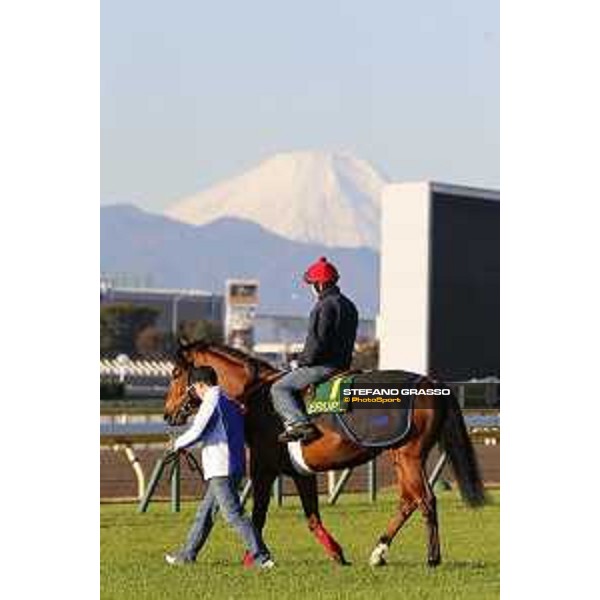 Morning track works at Fuchu racecourse Erupt and the Mount Fuji Tokyo,27th nov.2015 ph.Stefano Grasso
