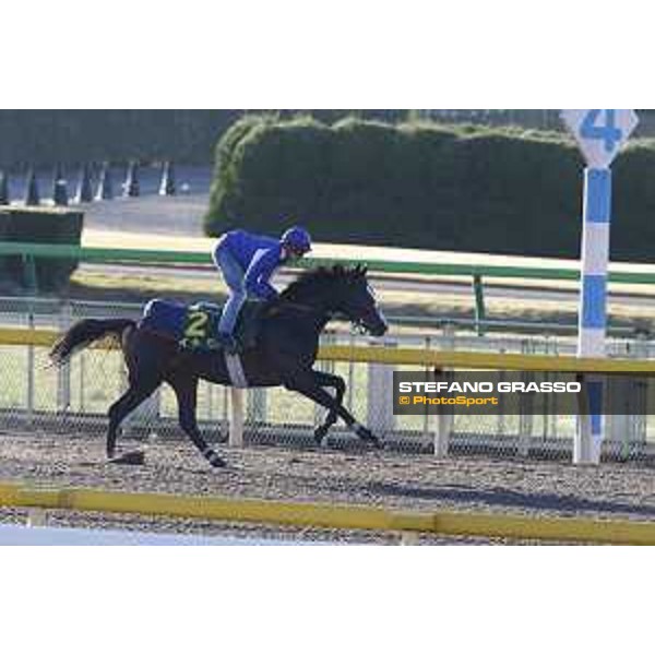 Morning track works at Fuchu racecourse Ito Tokyo,27th nov.2015 ph.Stefano Grasso