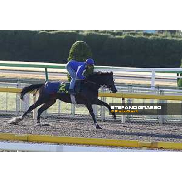 Morning track works at Fuchu racecourse Ito Tokyo,27th nov.2015 ph.Stefano Grasso