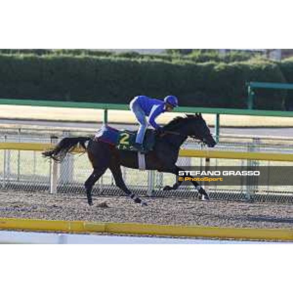 Morning track works at Fuchu racecourse Ito Tokyo,27th nov.2015 ph.Stefano Grasso