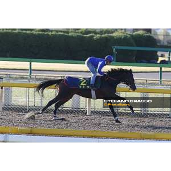 Morning track works at Fuchu racecourse Ito Tokyo,27th nov.2015 ph.Stefano Grasso