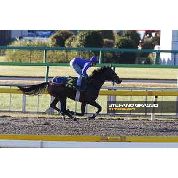 Morning track works at Fuchu racecourse Ito Tokyo,27th nov.2015 ph.Stefano Grasso