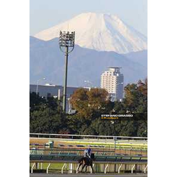 Morning track works at Fuchu racecourse Ito and the Mount Fuji Tokyo,27th nov.2015 ph.Stefano Grasso