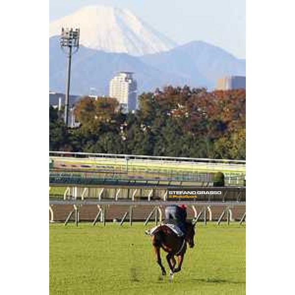 Morning track works at Fuchu racecourse Erupt Tokyo,27th nov.2015 ph.Stefano Grasso
