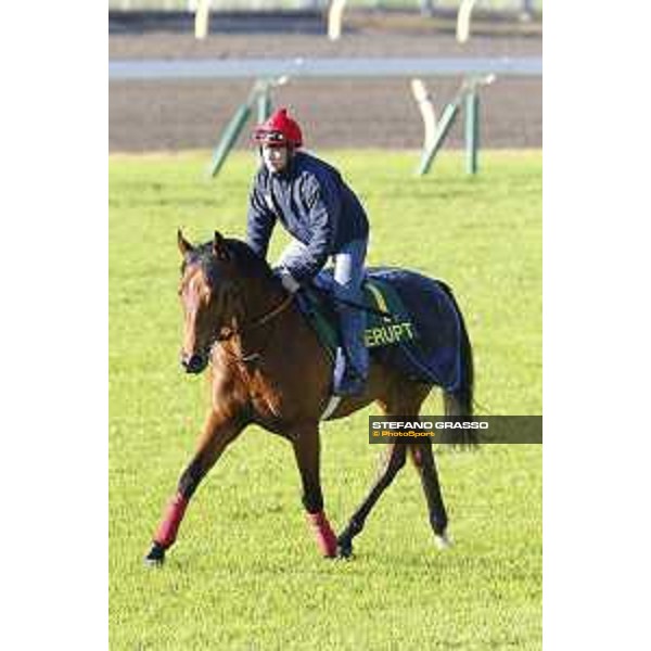 Morning track works at Fuchu racecourse Erupt Tokyo,27th nov.2015 ph.Stefano Grasso