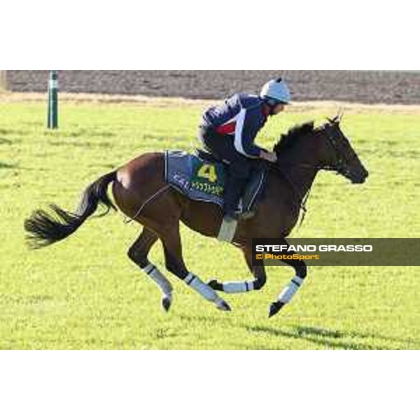 Morning track works at Fuchu racecourse Trip To Paris Tokyo,27th nov.2015 ph.Stefano Grasso