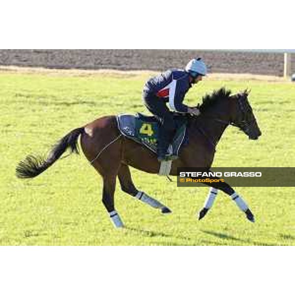 Morning track works at Fuchu racecourse Trip To Paris Tokyo,27th nov.2015 ph.Stefano Grasso
