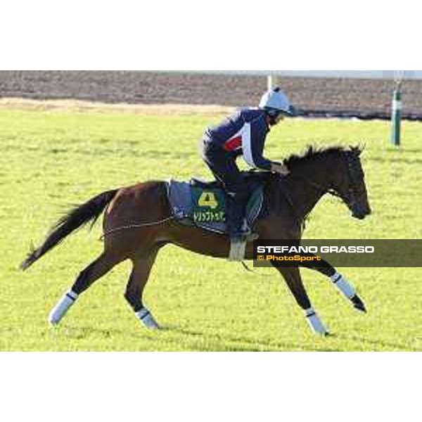 Morning track works at Fuchu racecourse Trip To Paris Tokyo,27th nov.2015 ph.Stefano Grasso
