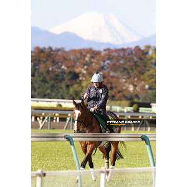 Morning track works at Fuchu racecourse Trip To Paris Tokyo,27th nov.2015 ph.Stefano Grasso