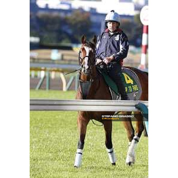 Morning track works at Fuchu racecourse Trip To Paris Tokyo,27th nov.2015 ph.Stefano Grasso