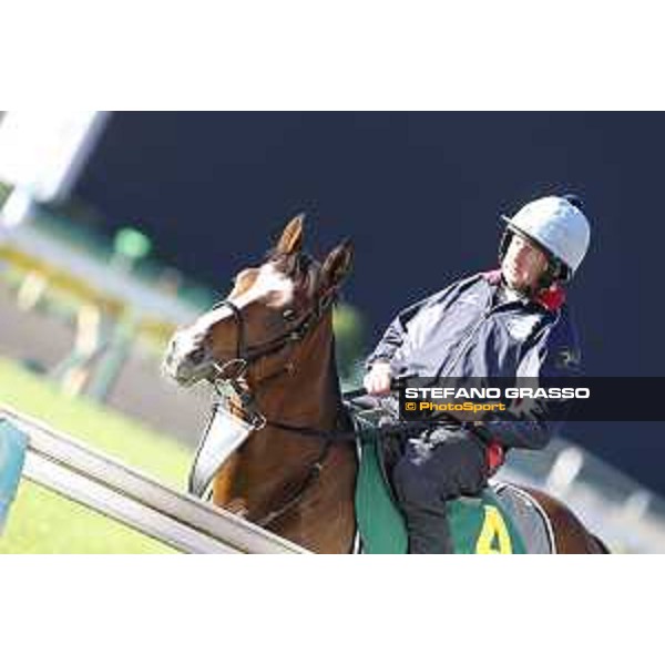 Morning track works at Fuchu racecourse Trip To Paris Tokyo,27th nov.2015 ph.Stefano Grasso