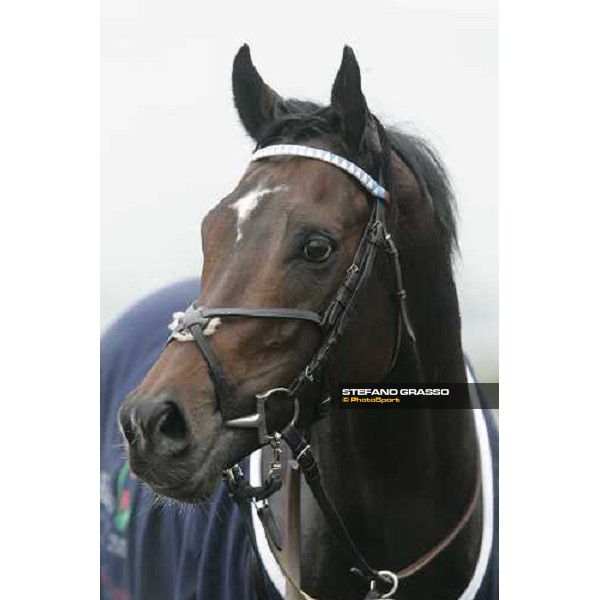 close up for Distant Way winner of Premio Ribot Rome, 6th november 2005 ph. Stefano Grasso