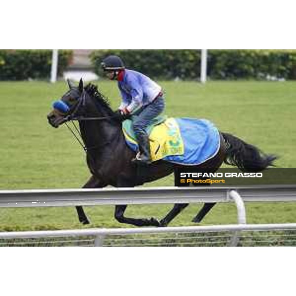 Longines Hong Kong International Races - morning track works Sakura Gospel Sha Tin racecourse,9th dec.2015 ph.Stefano Grasso/Longines