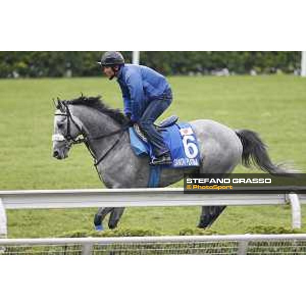 Longines Hong Kong International Races - morning track works Danon Platina Sha Tin racecourse,9th dec.2015 ph.Stefano Grasso/Longines