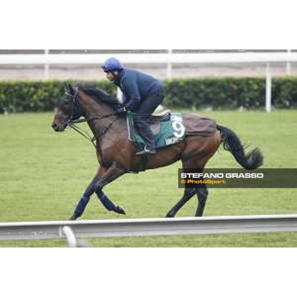 Longines Hong Kong International Races - morning track works Ming Dinasty Sha Tin racecourse,9th dec.2015 ph.Stefano Grasso/Longines