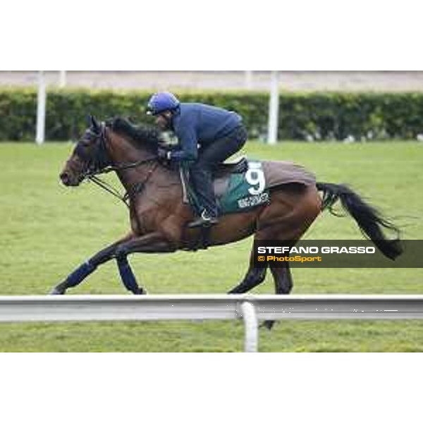 Longines Hong Kong International Races - morning track works Ming Dinasty Sha Tin racecourse,9th dec.2015 ph.Stefano Grasso/Longines