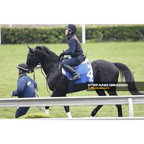 Longines Hong Kong International Races - morning track works Fiero Sha Tin racecourse,9th dec.2015 ph.Stefano Grasso/Longines