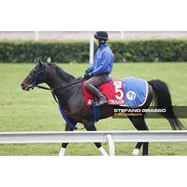 Longines Hong Kong International Races - morning track works Satono Aladdin Sha Tin racecourse,9th dec.2015 ph.Stefano Grasso/Longines
