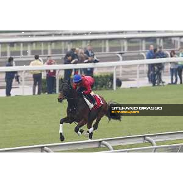 Longines Hong Kong International Races - morning track works Staphanos Sha Tin racecourse,9th dec.2015 ph.Stefano Grasso/Longines