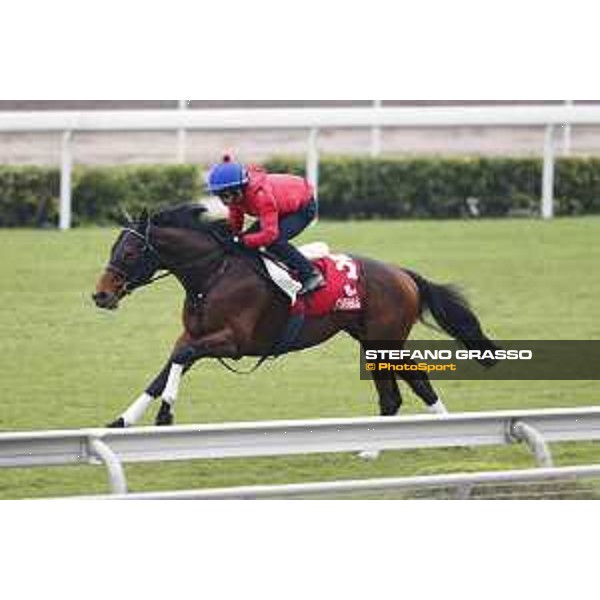 Longines Hong Kong International Races - morning track works Staphanos Sha Tin racecourse,9th dec.2015 ph.Stefano Grasso/Longines